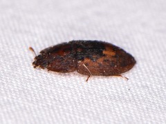 Lobiopa insularis