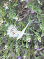 Vittadinia cuneata