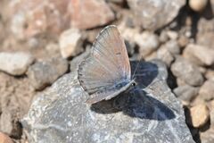 Pseudophilotes vicrama