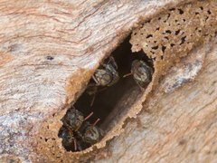 Nannotrigona testaceicornis