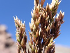 Poa fendleriana