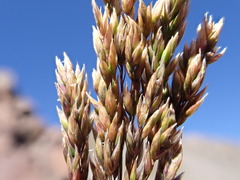 Poa fendleriana