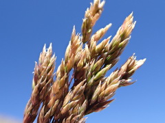 Poa fendleriana