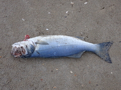 Dicentrarchus labrax