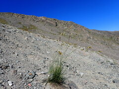 Poa fendleriana