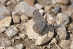 Pseudophilotes vicrama