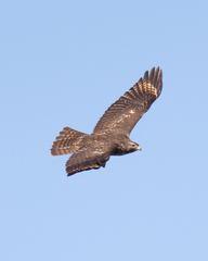 Buteo lineatus