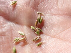 Poa fendleriana