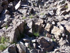 Poa fendleriana