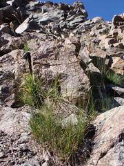Poa fendleriana