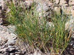 Poa fendleriana