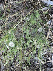 Vittadinia cuneata