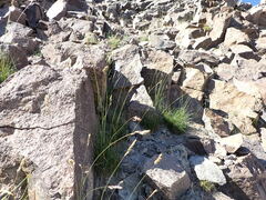 Poa fendleriana