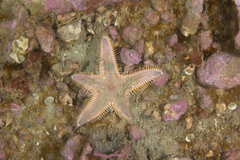 Astropecten brasiliensis