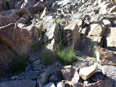 Poa fendleriana