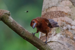 Ramphocelus carbo