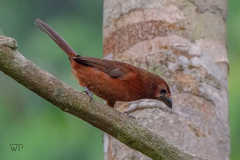 Ramphocelus carbo