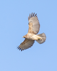 Buteo lineatus