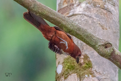Ramphocelus carbo