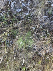 Vittadinia cuneata