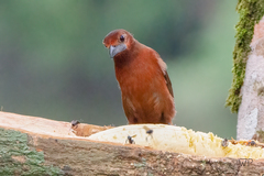 Ramphocelus carbo