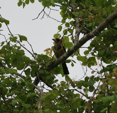 Trachyphonus vaillantii