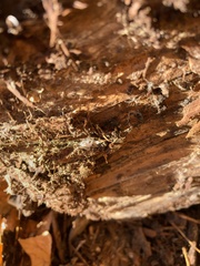 Polycephalomyces tomentosus