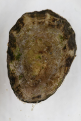 Patella vulgata