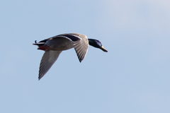 Anas platyrhynchos