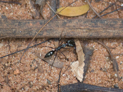 Odontomachus haematodus