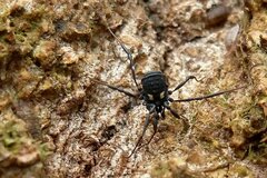 Nemastoma bimaculatum