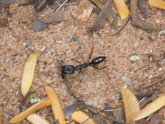 Odontomachus haematodus
