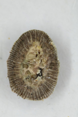 Siphonaria pectinata