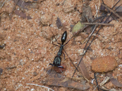 Odontomachus haematodus