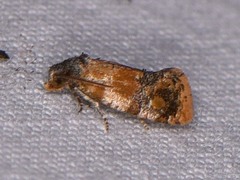 Monoceratuncus lantana