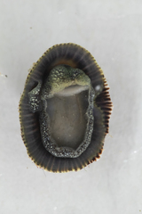 Siphonaria pectinata