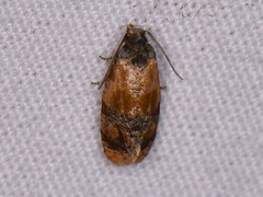 Monoceratuncus lantana