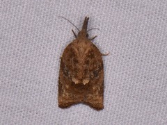 Platynota flavedana