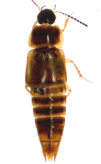 Tachinus frigidus