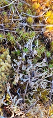 Cladonia verticillata