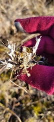 Cladonia verticillata