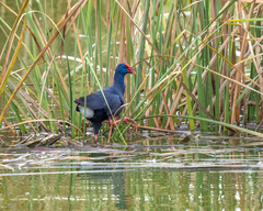 Porphyrio porphyrio