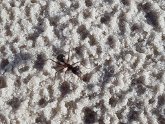 Camponotus intrepidus