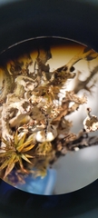 Cladonia verticillata
