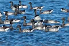 Branta bernicla