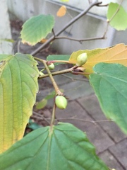 Corylopsis
