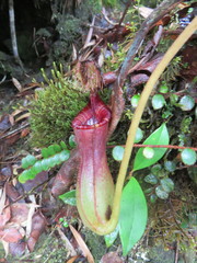 Nepenthes lowii