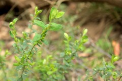 Pimelea flava