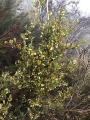 Acacia phlebophylla