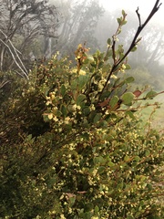Acacia phlebophylla